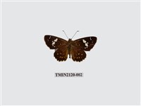 藏品(小星弄蝶)的圖片